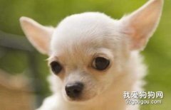 吉娃娃耳朵怎么護理？