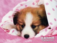 狗狗喉嚨發炎怎么辦？
