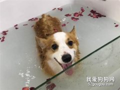 狗狗能不能做SPA? 給狗狗做SPA有什么好處?