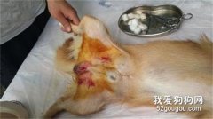 狗狗常見的手術有什么?