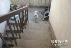 流浪狗每天都會往6樓跑，而背后的原因讓人淚目~