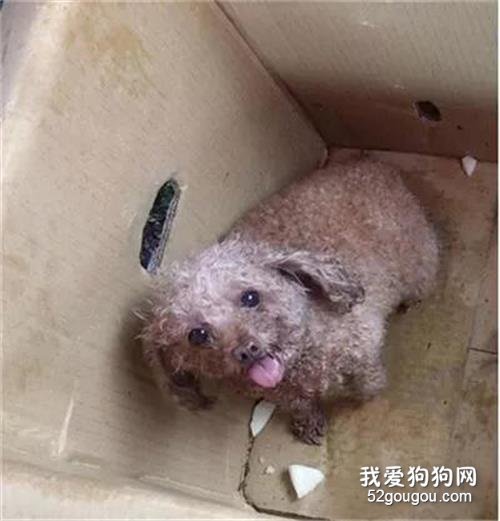 流浪狗剛享受幾小時溫暖，就被活活打死，扔進了排水溝
