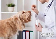 如何喂狗狗吃驅蟲藥？