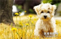 成犬糧和幼犬糧有什么區別