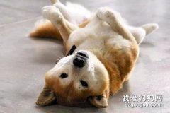 狗狗為何喜歡打滾 在泥巴里撒歡的狗是傻嗎