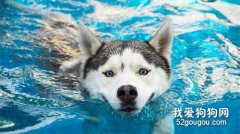 狗狗游泳的好处 夏季狗狗游泳的必知事项