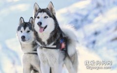 怎么挑選哈士奇?