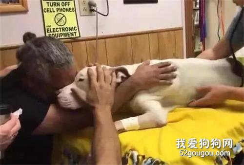 狗狗臨死前回光返照，只為了卻最后這個心愿…