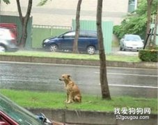 請你丟狗的時候，不要再對狗說：等在這里，不許走！