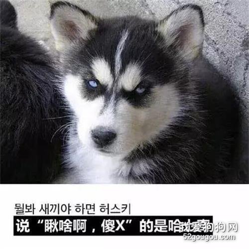 如何區分哈士奇和阿拉斯加？據說它們的眼睛會說話！