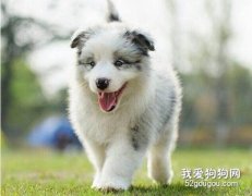 這三種口腔疾病 你家的狗狗有嗎?