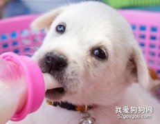 狗狗喝羊奶好嗎?