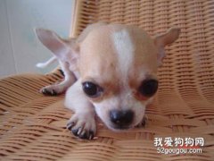 狗狗腸胃炎癥狀及治療