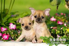 狗狗走路外八或者內八的常見原因
