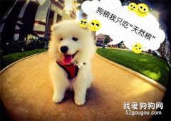 狗狗營養性貧血的癥狀和治療