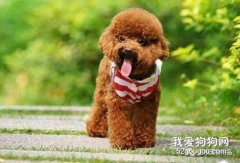 狗狗絕育的好處與壞處