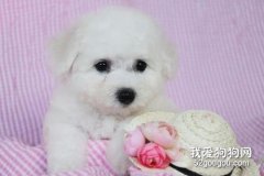 狗狗的過敏癥狀有哪些?