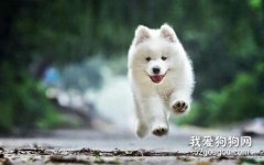 狗狗腎結石的原因癥狀和預防