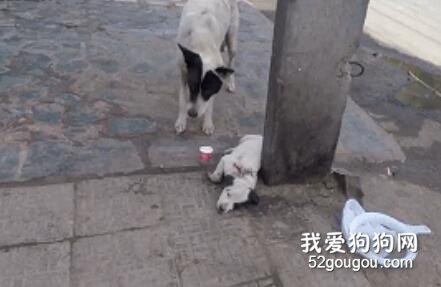 孩子重傷，狗媽媽跑遍街道求助。最后母子重逢的場景，讓人淚目…