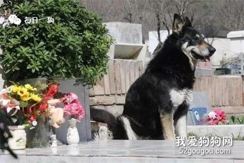 狗狗對主人的感情，可以持續多久？