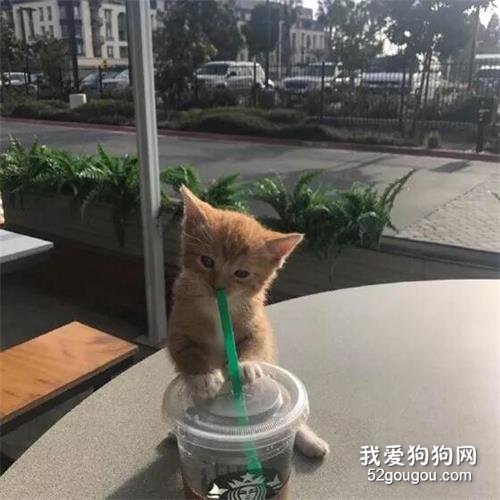 跟貓在喝飲料，才離開一會兒，它自己就偷喝上了，哈哈！