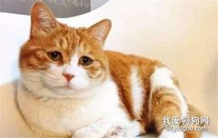 橘貓是什么品種 橘貓為什么都那么胖?