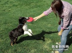 如何训练狗狗玩飞盘?
