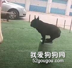 這個世界對小短腿也太不友好了！心疼一秒鐘……