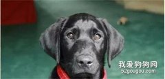 試養覺得不太合想退回，結果網友一看前主人的信卻鼻酸：我會好好照顧它！