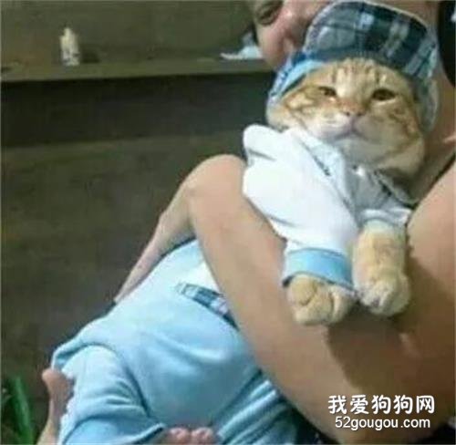 自從網友把貓抱回家讓父母養后，每天都是給它這打扮，笑屎了！