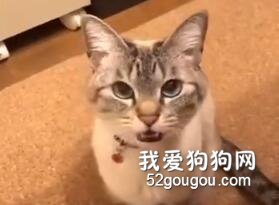 這是什么絕世小可愛！心臟被擊中了！！