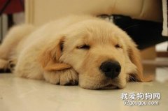 狗狗鞭蟲病的病因癥狀與防治