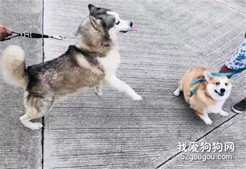 二哈第一次看到柯基，結果太熱情把柯基都嚇懵了，柯基：我媽不讓我跟傻子玩！