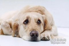狗狗蛔虫病症状和预防措施