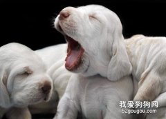新生狗狗窒息怎么辦？