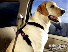 如何防止狗狗暈車?