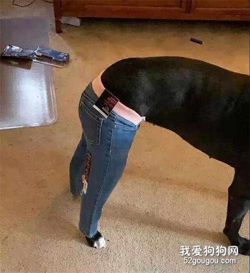 狗砸被醫囑不能搖尾巴，鏟屎官靈機一動，讓它成了最時尚的崽！