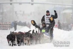 一只拖后腿的雪橇犬，還不如一只死狗！