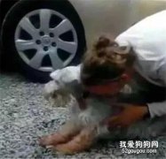分別十年，狗狗看到主人后激動的暈倒在地......