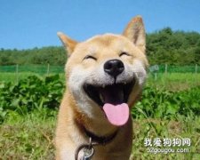 狗狗胸膜炎常見病因癥狀和治療方法