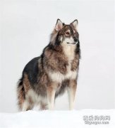 哈士奇的混血后代都長什么樣？