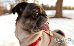 巴哥飼養方法詳細教程
