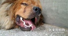 狗狗中暑的癥狀和相關急救措施