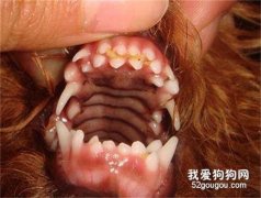 雙排牙是缺鈣嗎 怎么給狗狗補鈣