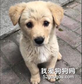 為了有個家，小流浪狗們有多努力？