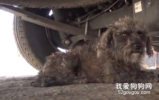 感動，流浪狗死活不跟救援人員走，原因竟是……