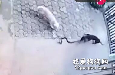 狗狗為保護小主人拼命咬死眼鏡蛇 結局令人心碎