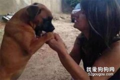 狗子不吃不喝陪在去世主人身邊：你要是不在了，我活著還有什么意義