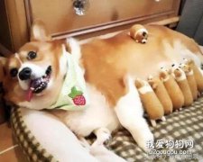 狗狗產后抽搐的癥狀和處理方法