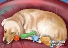 狗狗假孕怎么治療?